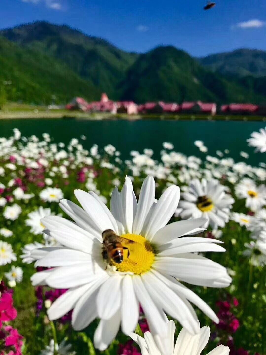 &ldquo;招蜂引蝶&rdquo;