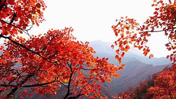 西岭雪山秋观红叶
