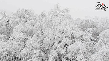 西岭雪山-冬季